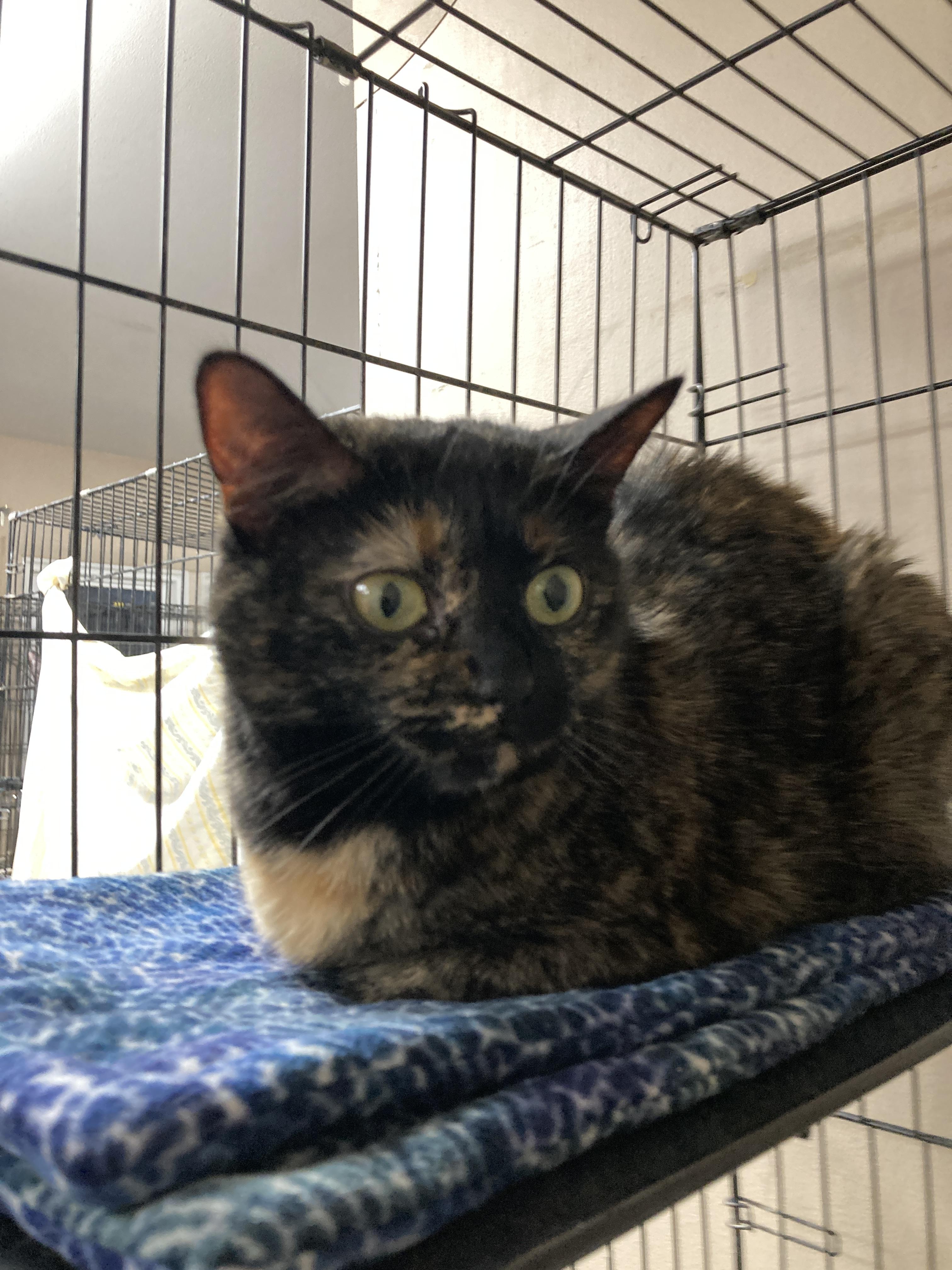 Jolene — thumbnail 2