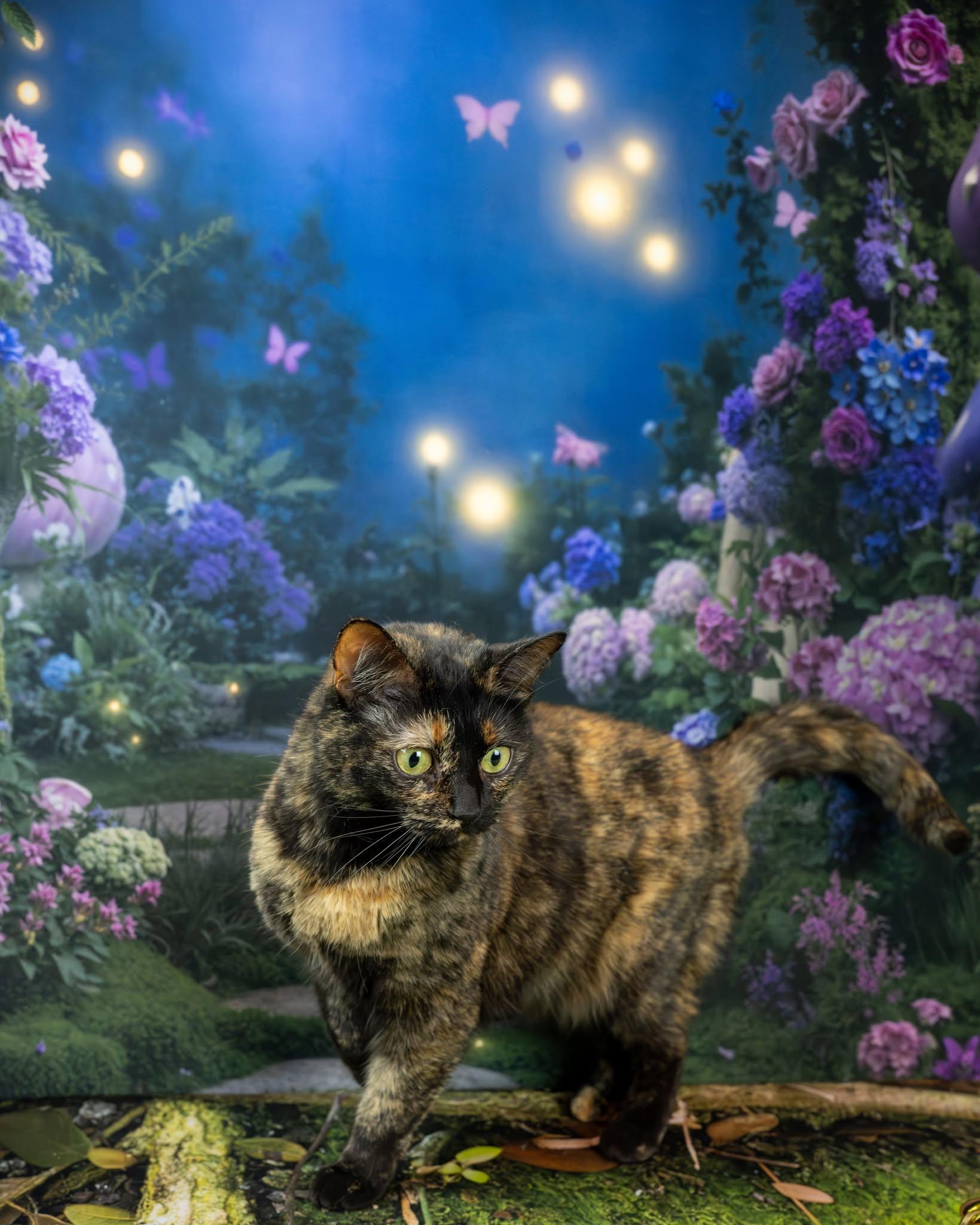 Enlarge Jolene, an adopted Domestic Short Hair in Lapeer, MI image 3/6