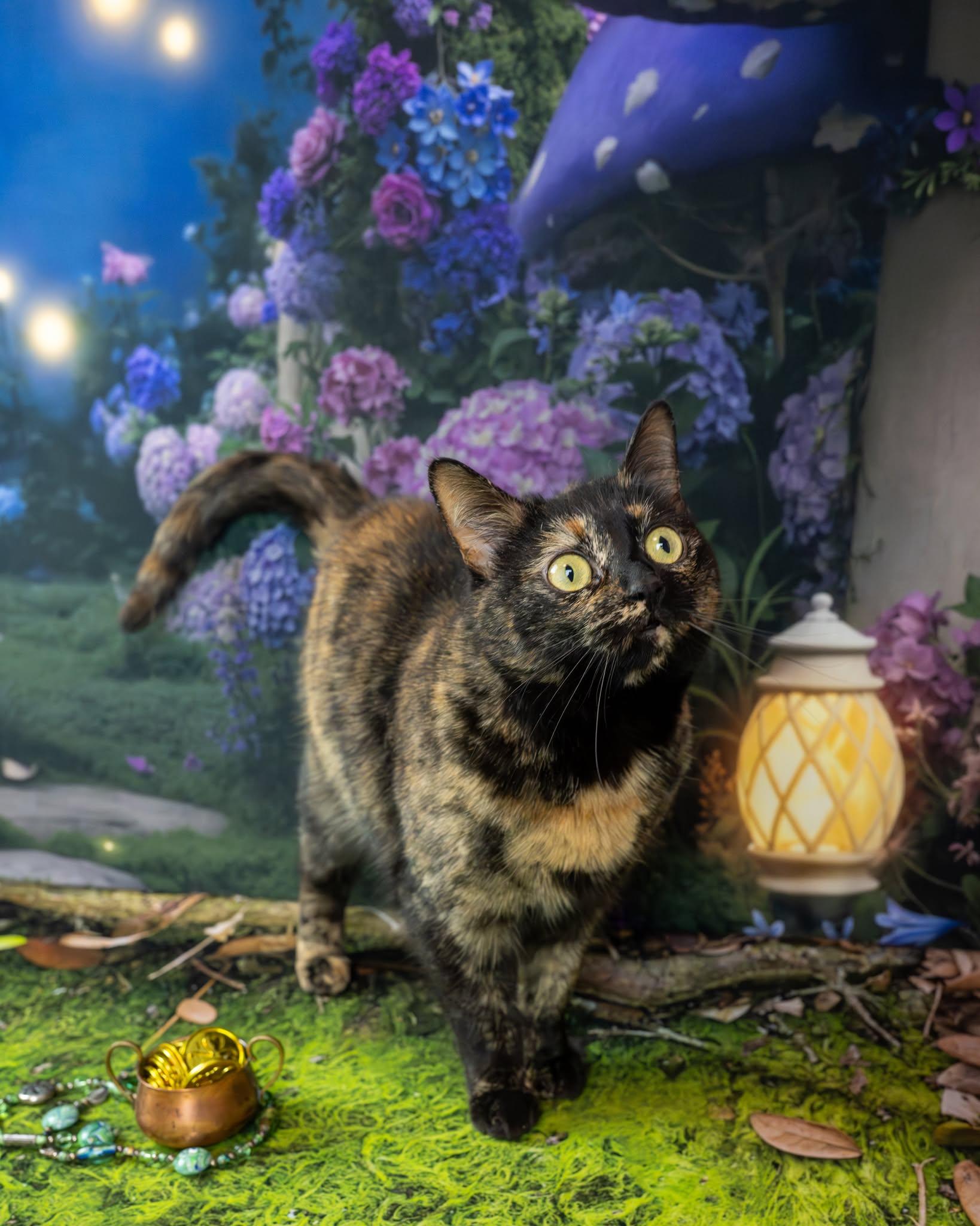 Enlarge Jolene, an adopted Domestic Short Hair in Lapeer, MI image 1/6