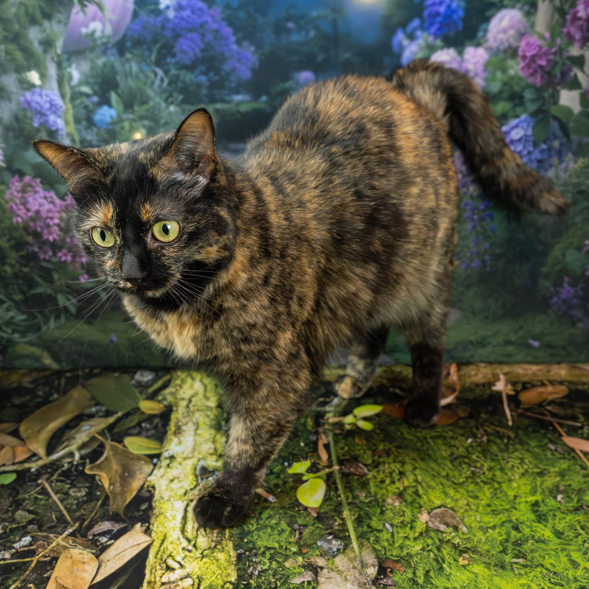 Enlarge Jolene, an adopted Domestic Short Hair in Lapeer, MI image 4/6