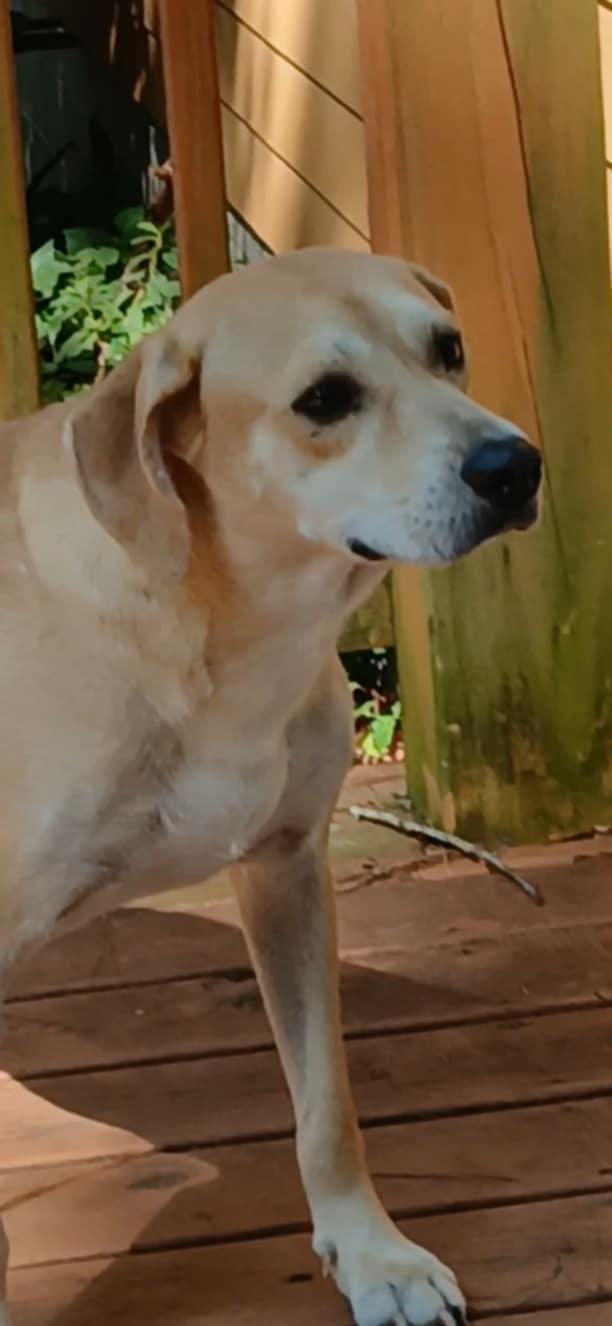 Enlarge Orson, a Adoptable mixed breed in Cairo, GA image 3/4