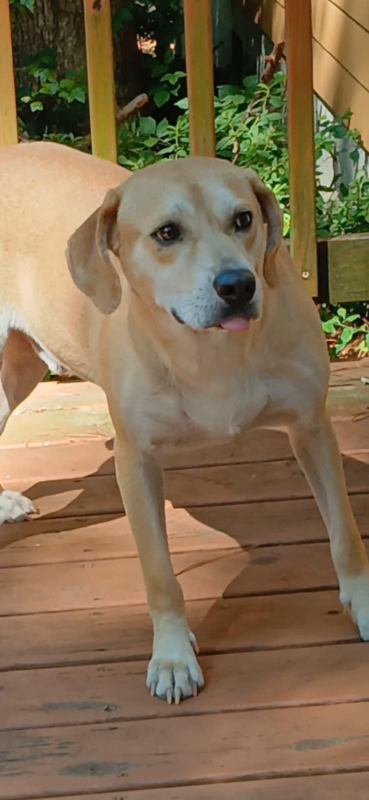 Orson, Adoptable, Adult Male Hound.