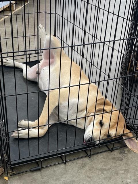 Enlarge Orson, a Adoptable mixed breed in Cairo, GA image 2/4