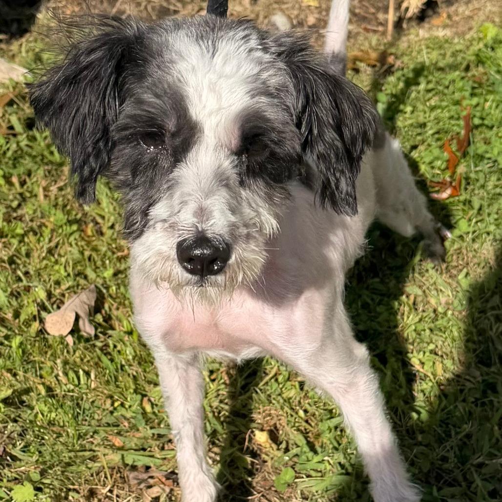 Ginny, Adoptable, Adult Female Maltese & Miniature Poodle.