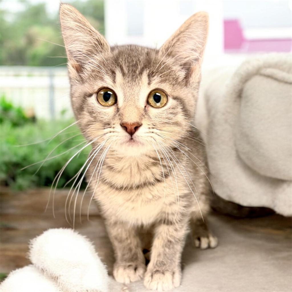 Enlarge Ceylon, a Adoptable mixed breed in Cape Coral, FL image 1/1