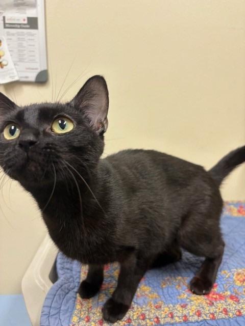 Enlarge Vee, a Adoptable mixed breed in Ladysmith, WI image 1/3