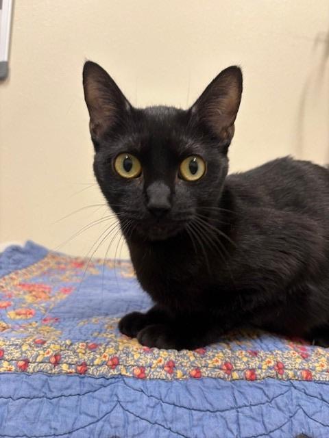 Enlarge Vee, a Adoptable mixed breed in Ladysmith, WI image 2/3