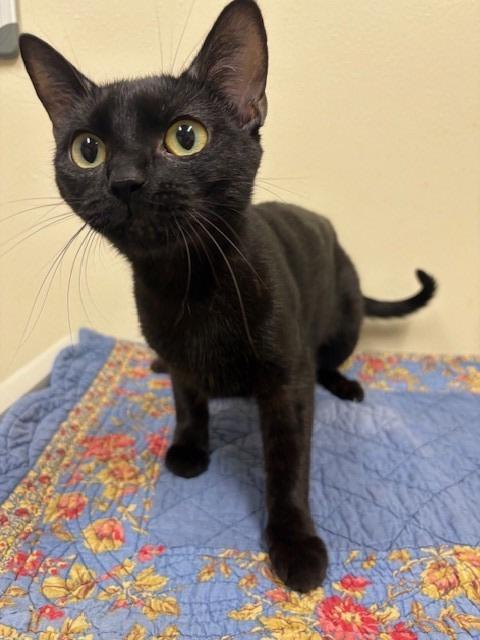 Enlarge Vee, a Adoptable mixed breed in Ladysmith, WI image 3/3