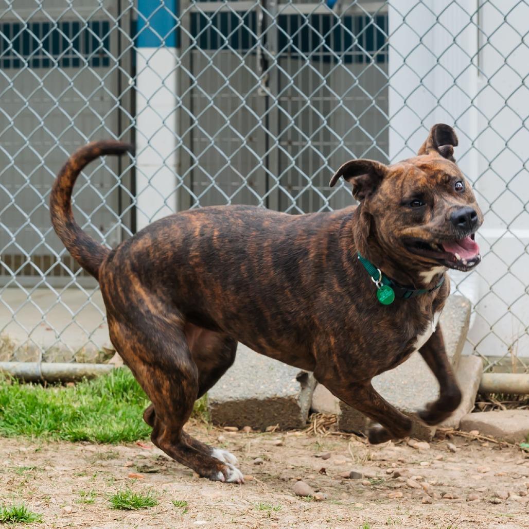 Daisy, Adoptable, Adult Female Mixed Breed.