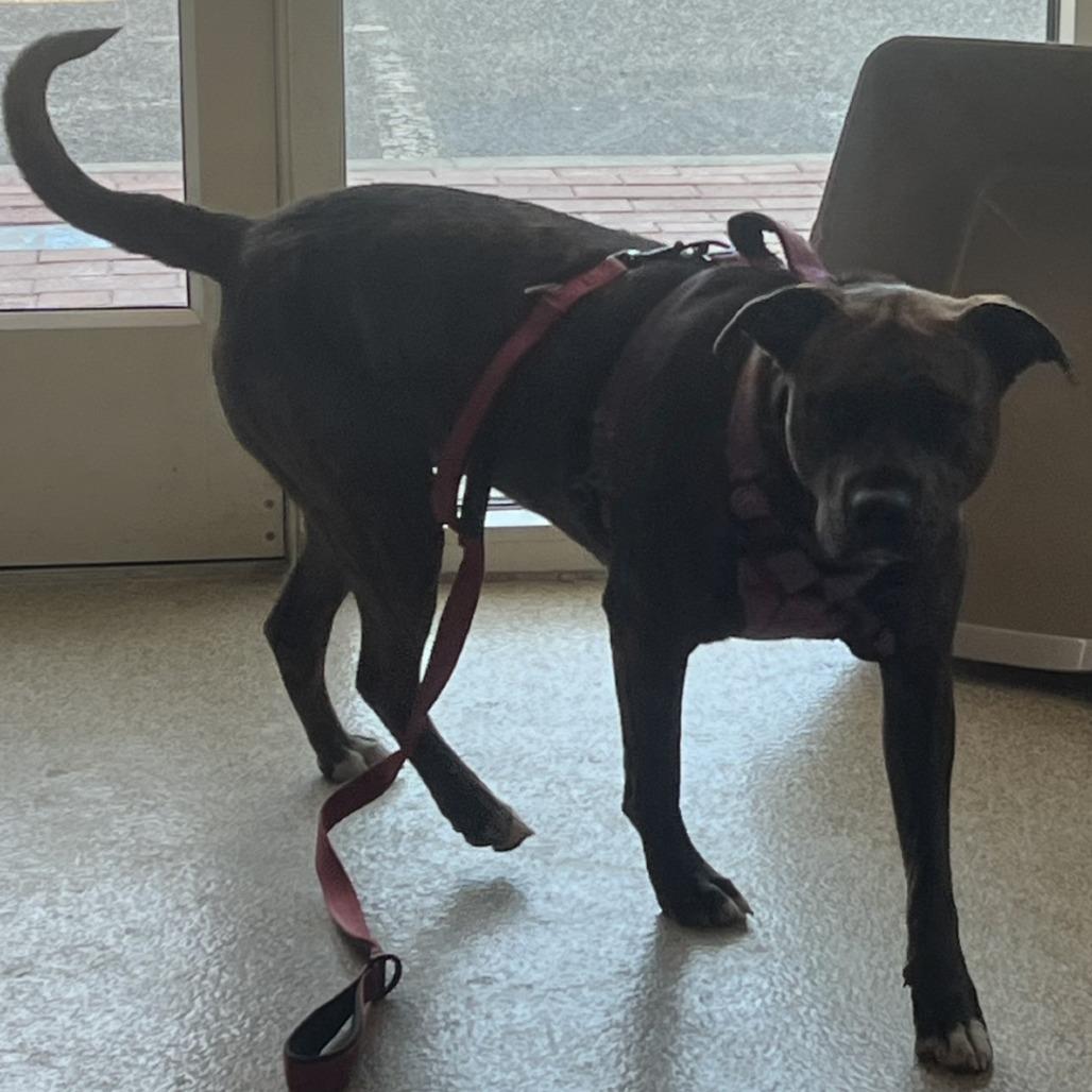 Daisy, Adoptable, Adult Female Mixed Breed.