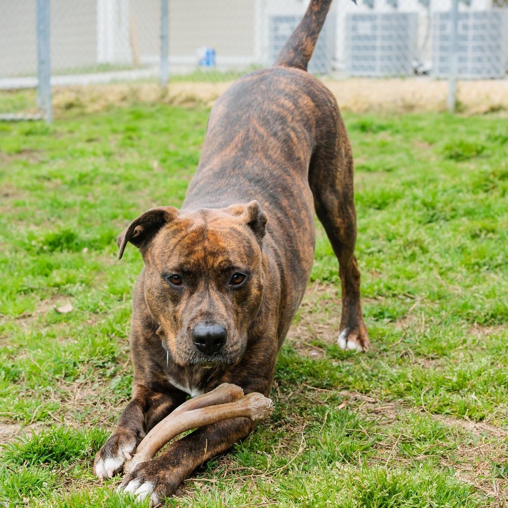 Enlarge Daisy, a Adoptable Mixed Breed in Gloucester, VA image 3/6