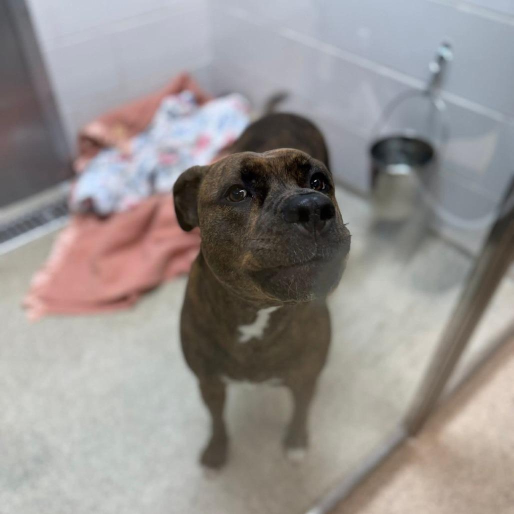 Enlarge Daisy, a Adoptable Mixed Breed in Gloucester, VA image 2/3