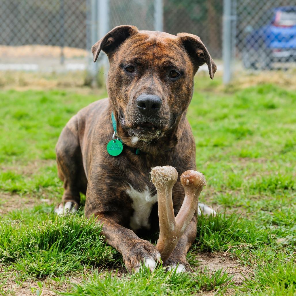Enlarge Daisy, a Adoptable Mixed Breed in Gloucester, VA image 4/6