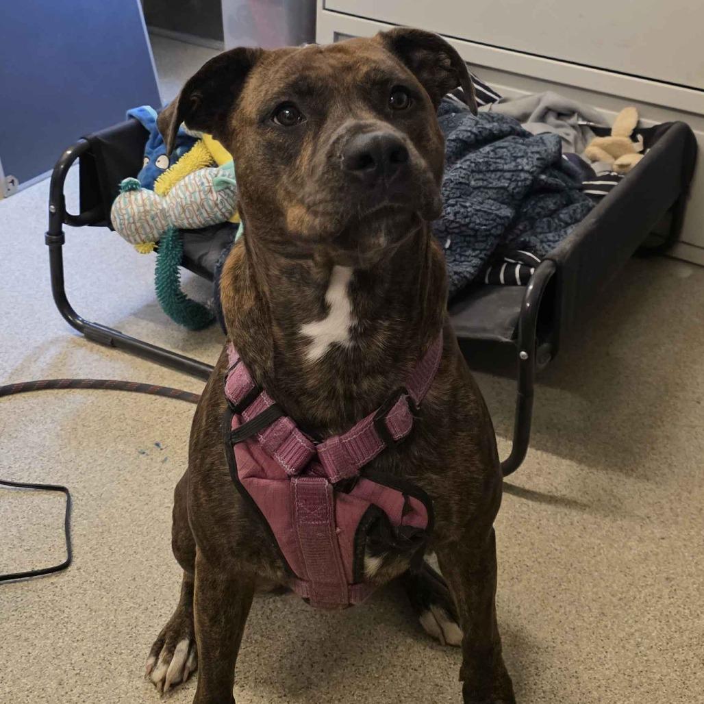 Enlarge Daisy, a Adoptable Mixed Breed in Gloucester, VA image 3/3