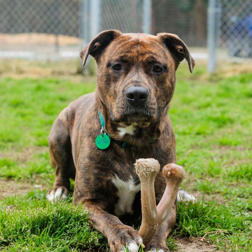 Enlarge Daisy, a Adoptable Mixed Breed in Gloucester, VA image 6/6