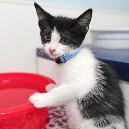Enlarge Plankton, a Adoptable Domestic Short Hair in Dahlonega, GA image 1/3