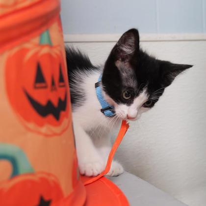 Enlarge Plankton, a Adoptable Domestic Short Hair in Dahlonega, GA image 3/3