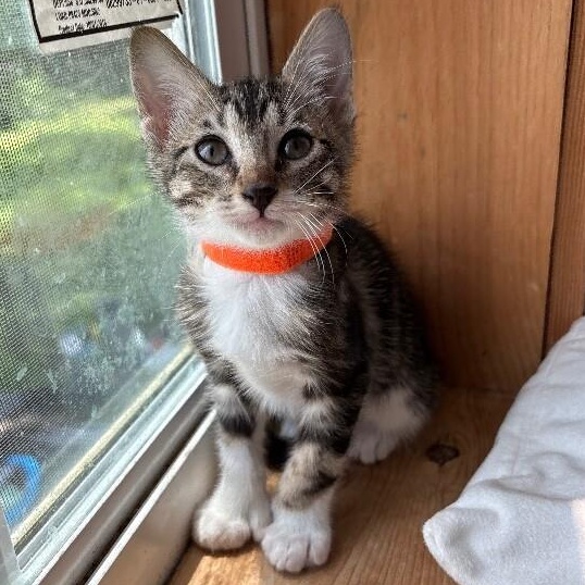 Enlarge Sprout Woodville, a Adoptable mixed breed in Narragansett, RI image 1/6