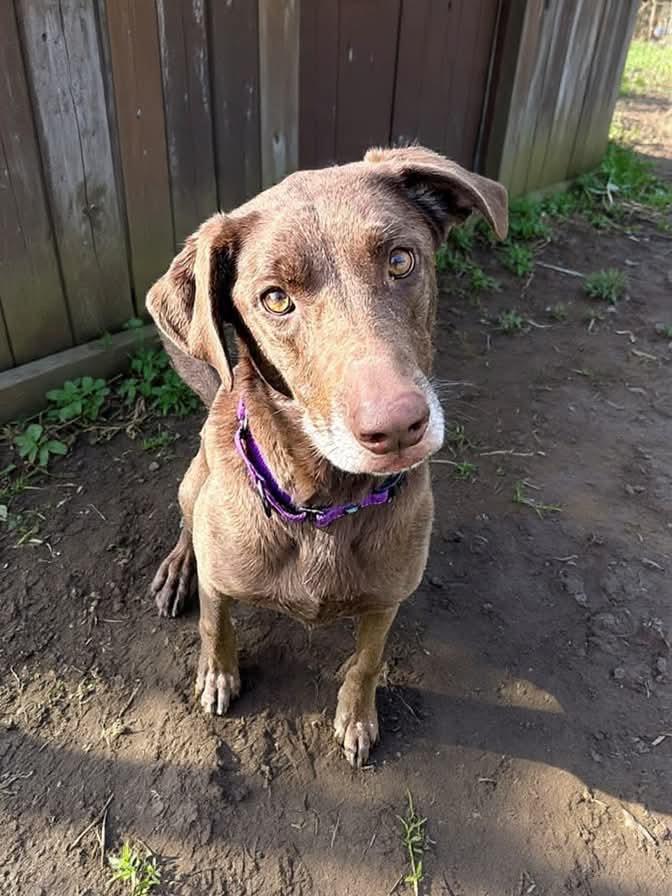 Enlarge Millie, a Adoptable Labrador Retriever in St. Francisville, LA image 1/5