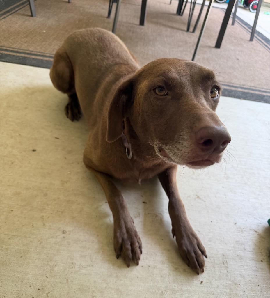 Enlarge Millie, a Adoptable Labrador Retriever in St. Francisville, LA image 2/5