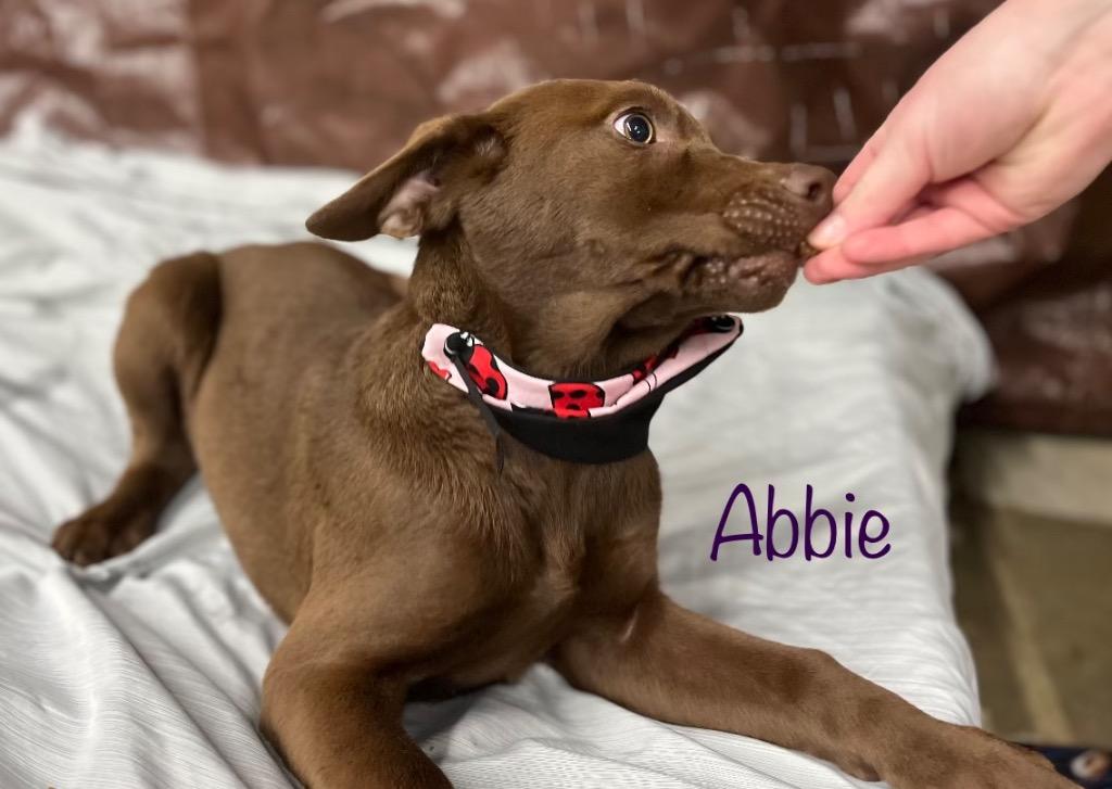 Millie, a Adoptable Labrador Retriever in St. Francisville, LA image 1/6