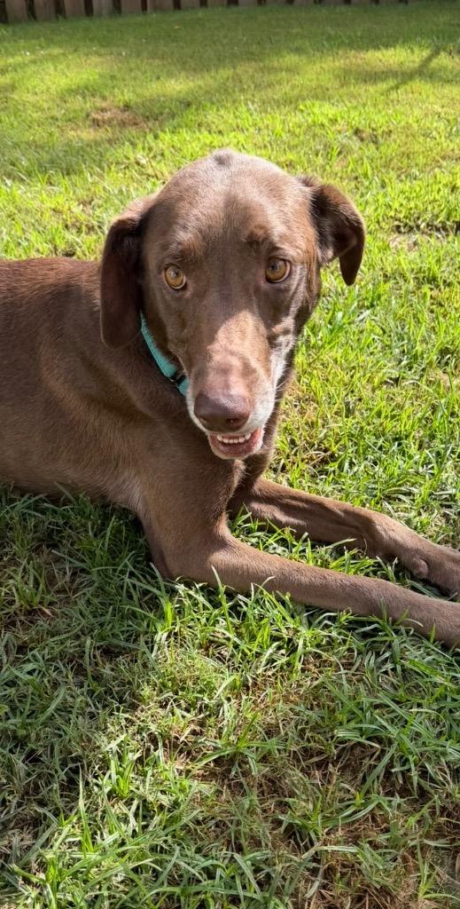 Enlarge Millie, a Adoptable mixed breed in St. Francisville, LA image 3/6