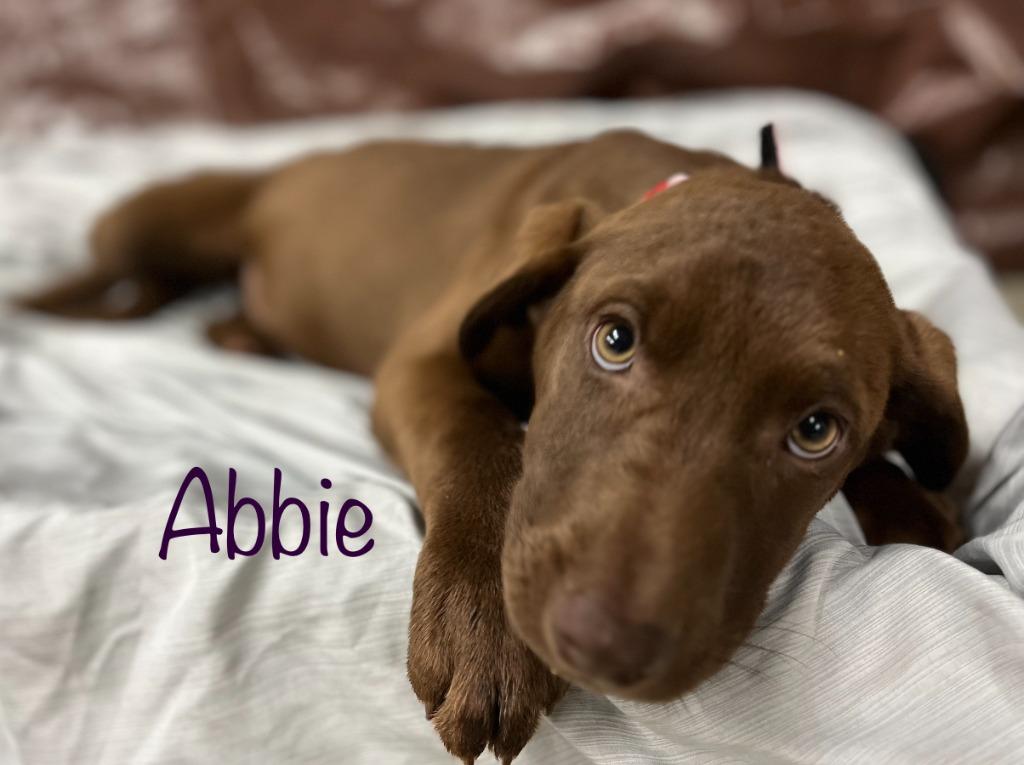 Millie, a Adoptable Labrador Retriever in St. Francisville, LA image 2/6