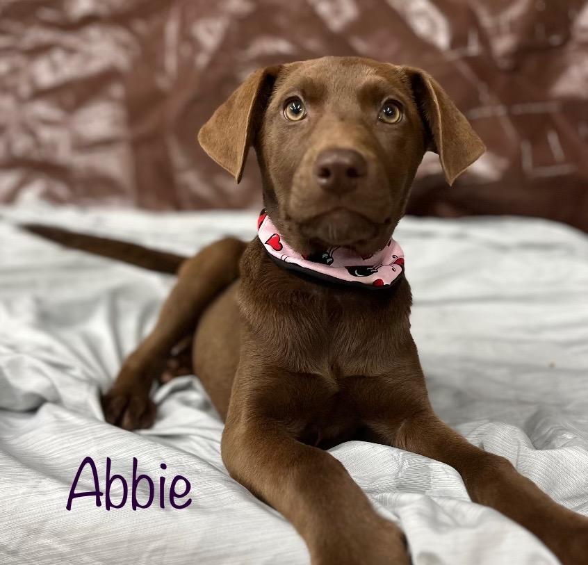 Millie, a Adoptable Labrador Retriever in St. Francisville, LA image 3/6