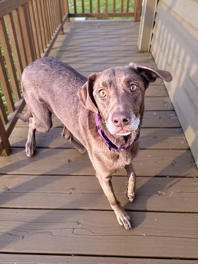 Enlarge Millie, a Adoptable Labrador Retriever in St. Francisville, LA image 4/5