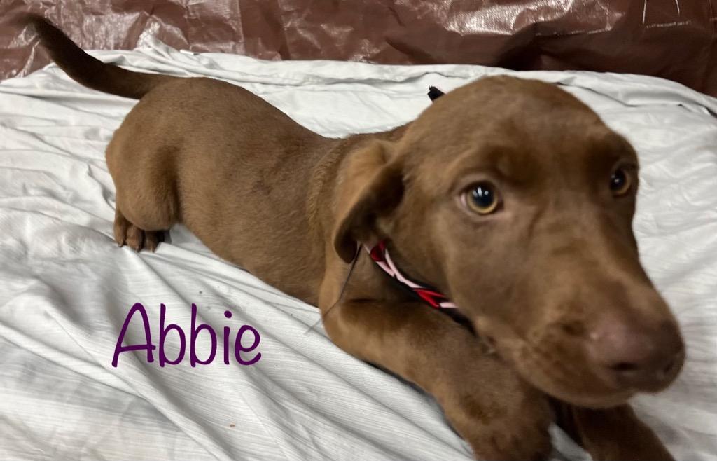 Millie, a Adoptable Labrador Retriever in St. Francisville, LA image 4/6