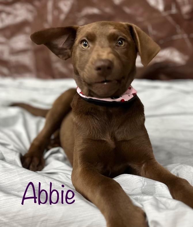 Millie, a Adoptable Labrador Retriever in St. Francisville, LA image 5/6