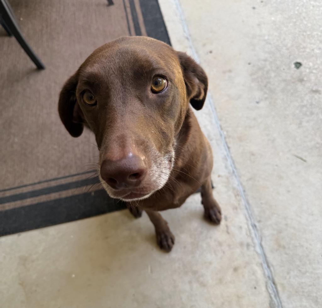 Millie, a Adoptable Labrador Retriever in St. Francisville, LA image 6/6
