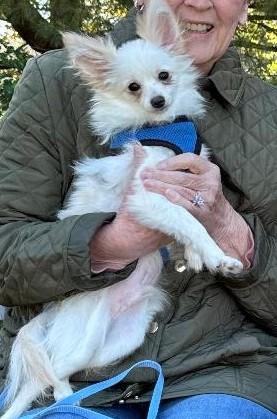 Enlarge Carlo-10/24/26, a Adopted mixed breed in Lambertville, NJ image 1/1