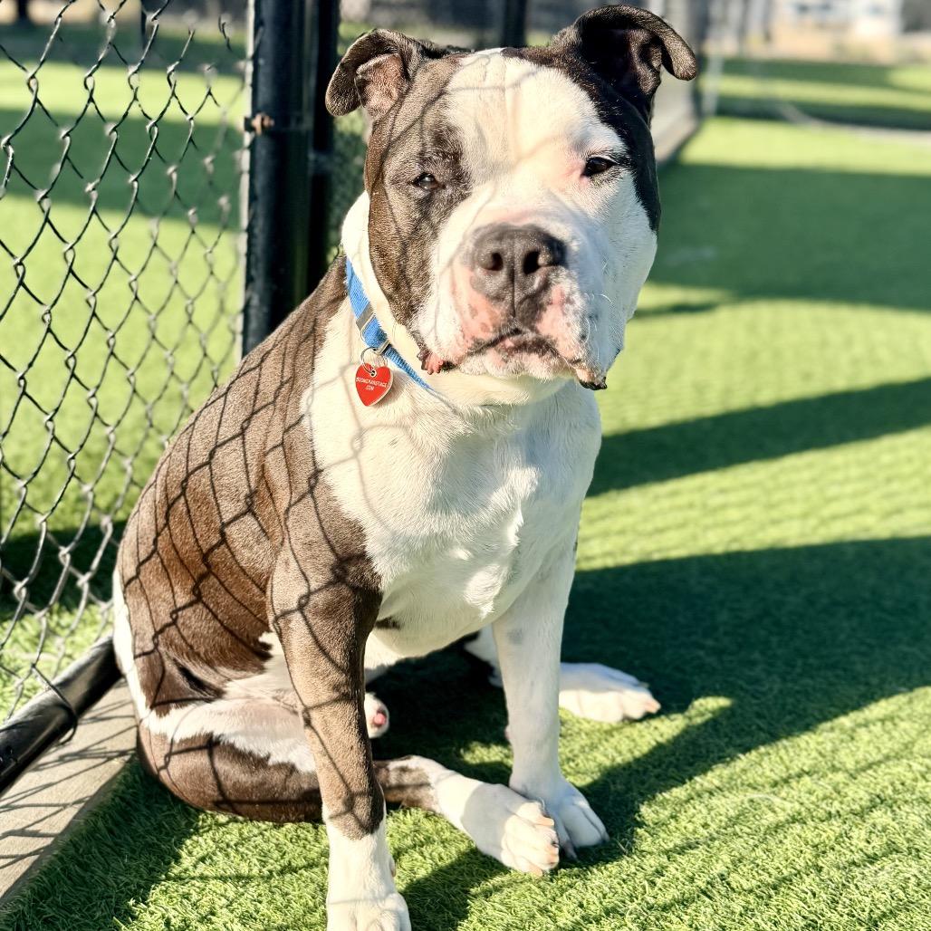 Oreo A1772537, Adoptable, Senior Male American Staffordshire Terrier.