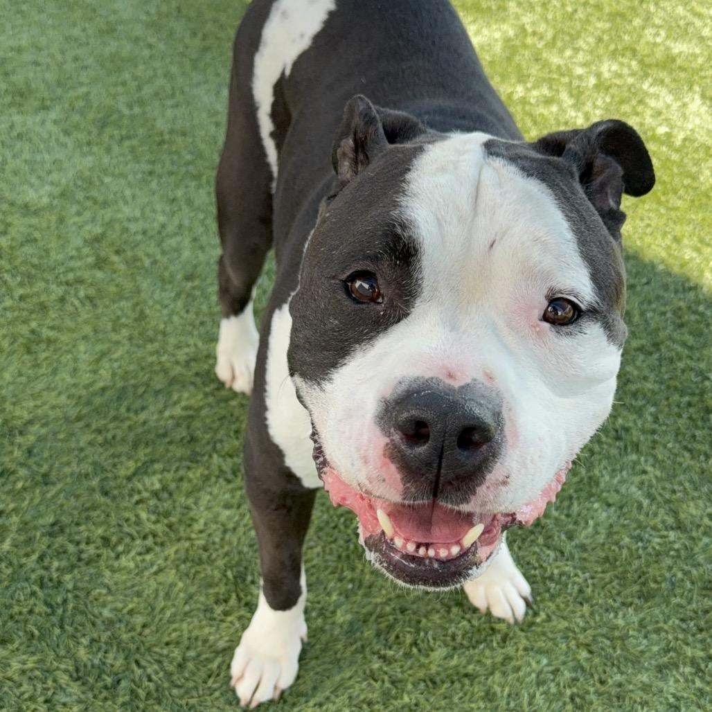 Oreo A1772537, Adoptable, Senior Male American Staffordshire Terrier.