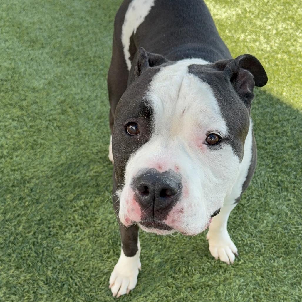 Oreo A1772537, a Adoptable American Staffordshire Terrier in Mission Hills, CA image 2/3