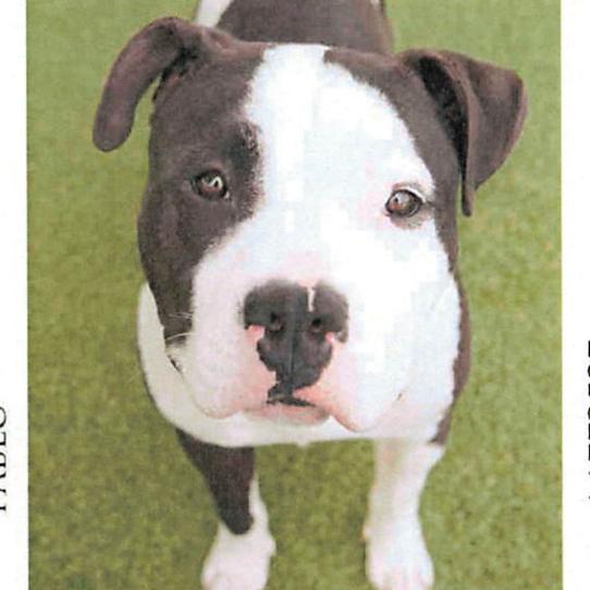 Oreo A1772537, a Adoptable American Staffordshire Terrier in Mission Hills, CA image 3/3