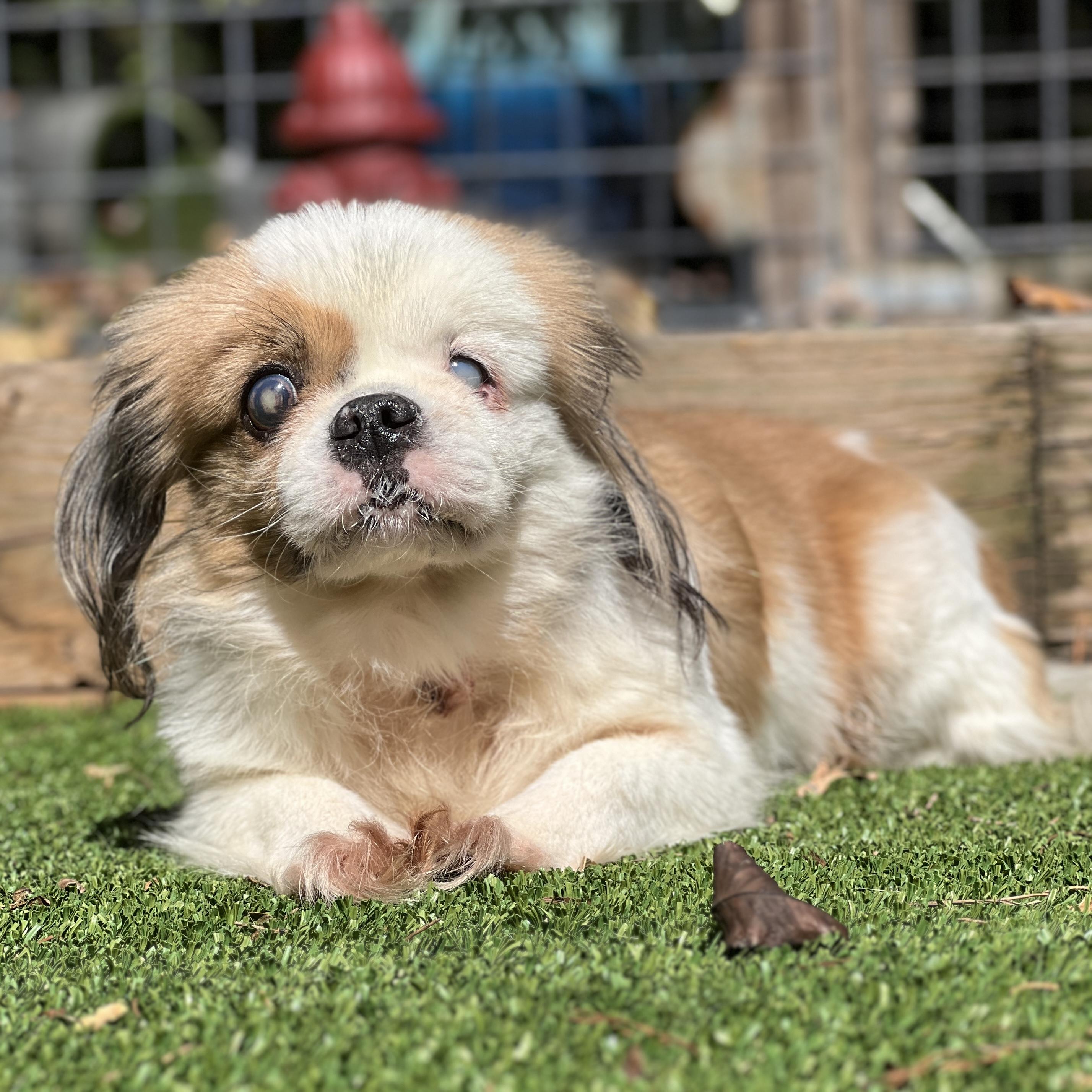 Darcy, an adoptable Shih Tzu, Pekingese in High Point, NC, 27265 | Photo Image 4