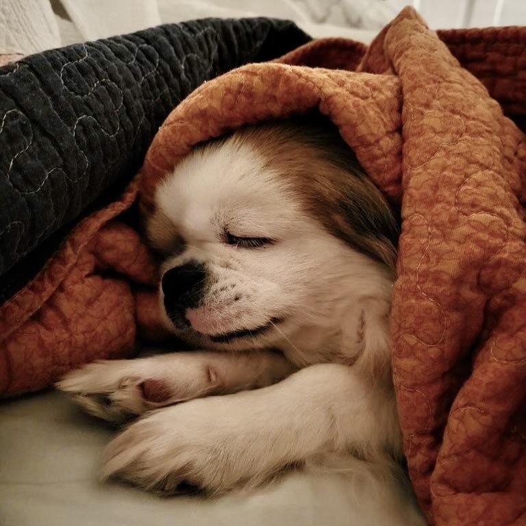 Enlarge Darcy, a Adoptable mixed breed in High Point, NC image 3/6