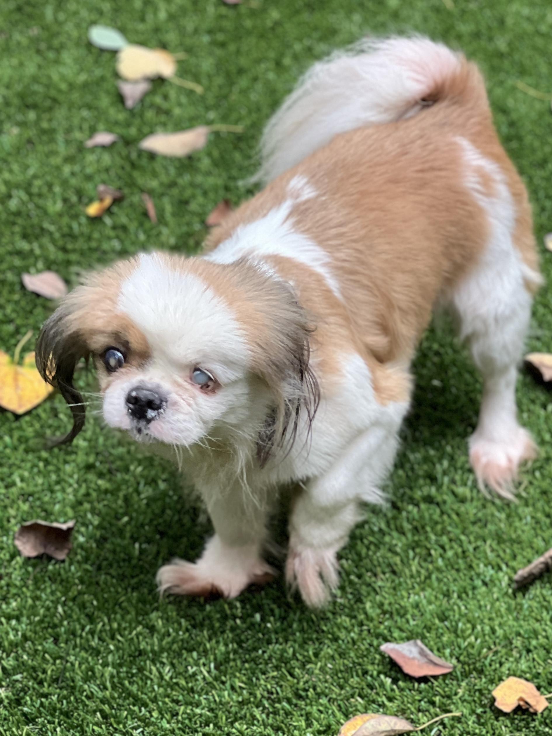 Darcy, an adoptable Shih Tzu, Pekingese in High Point, NC, 27265 | Photo Image 2