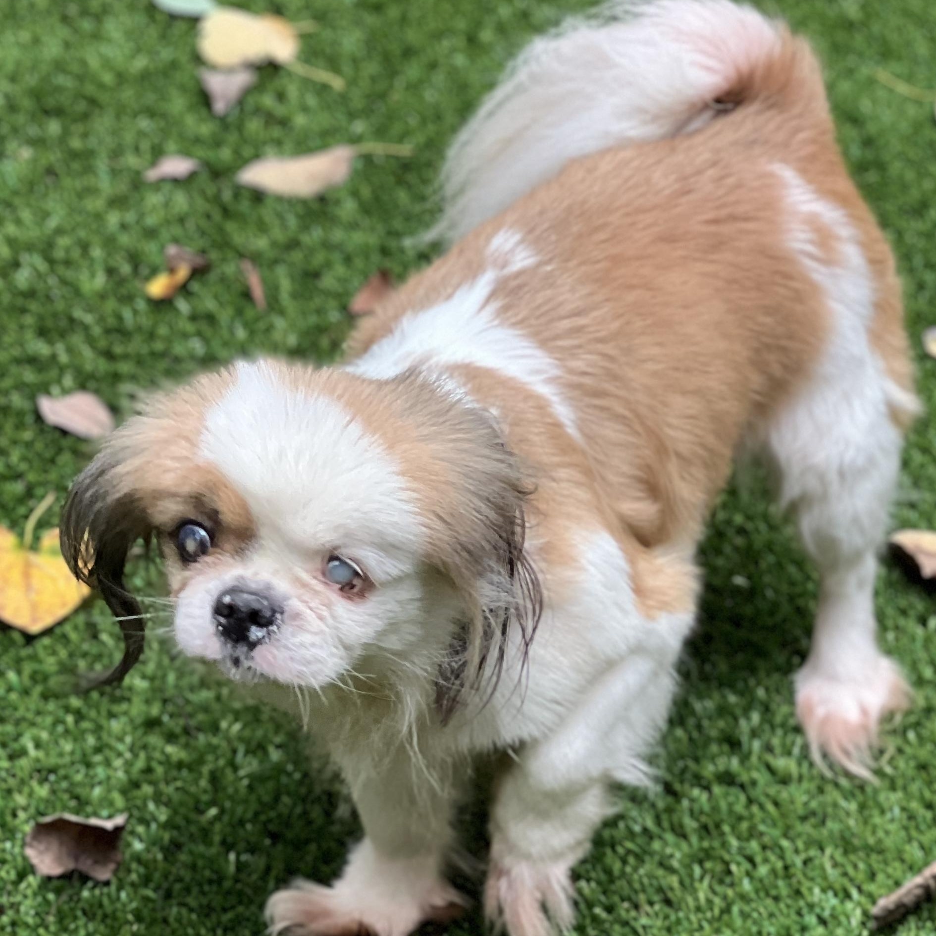 Darcy, a Adoptable mixed breed in High Point, NC image 3/6