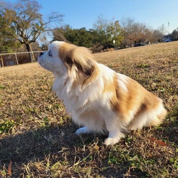 Enlarge Darcy, a Adoptable mixed breed in High Point, NC image 6/6