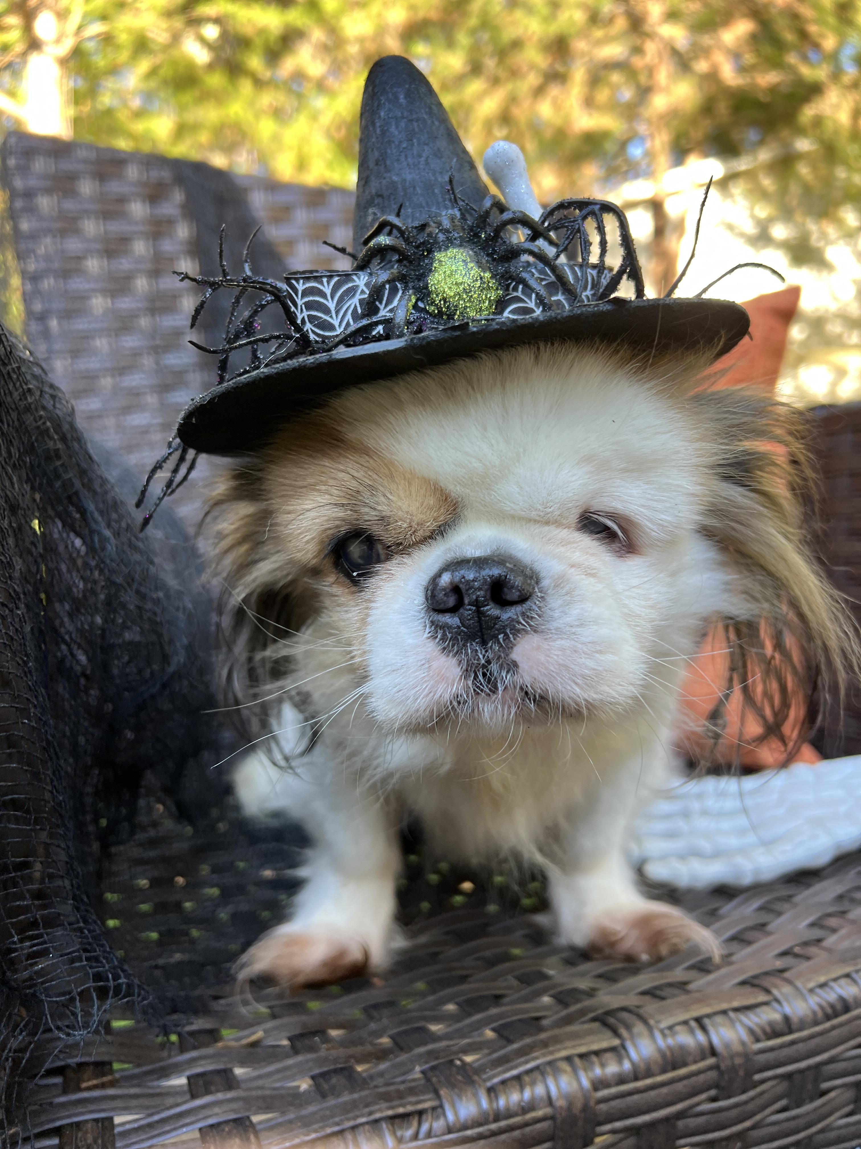 Darcy, an adoptable Shih Tzu, Pekingese in High Point, NC, 27265 | Photo Image 5