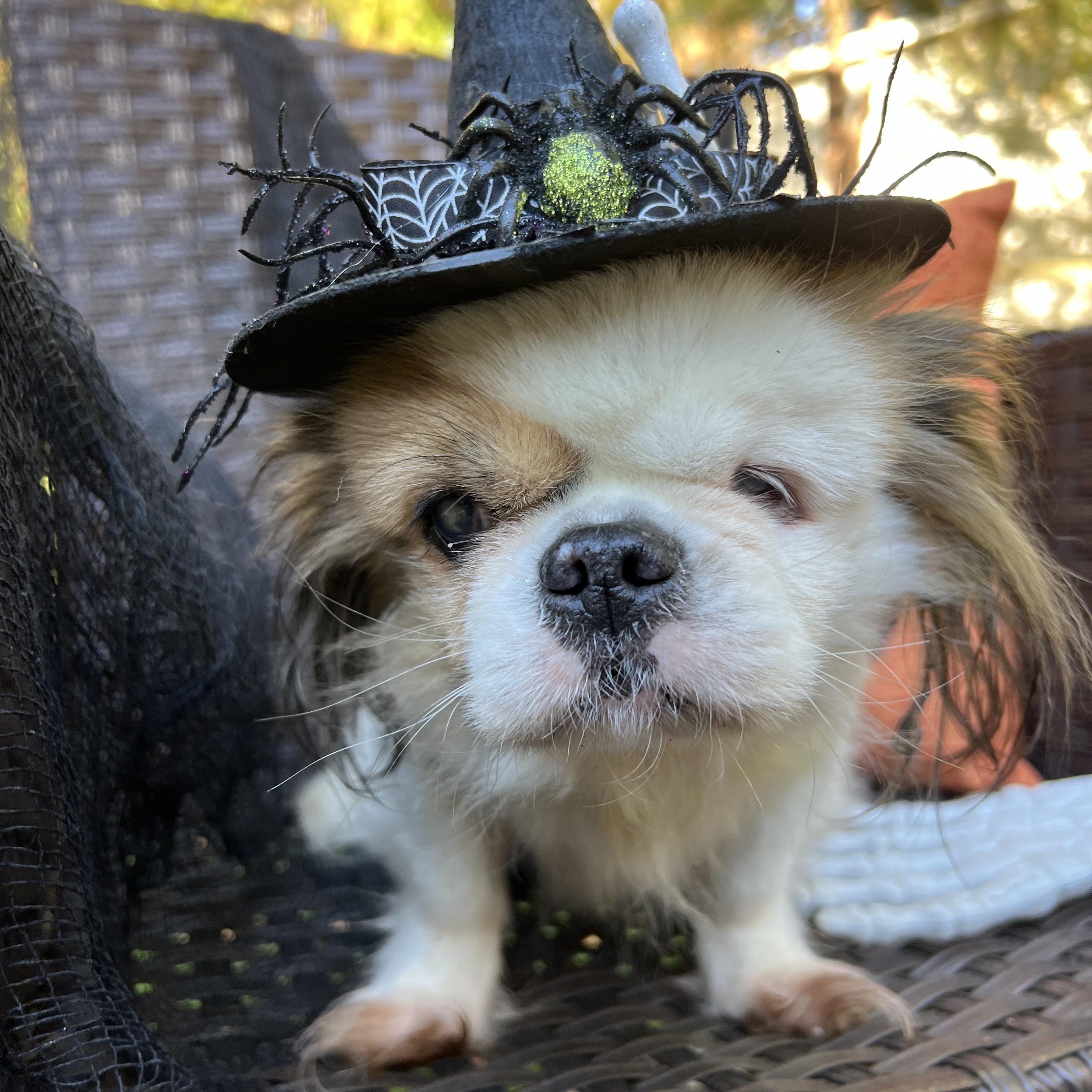 Darcy, a Adoptable mixed breed in High Point, NC image 2/6