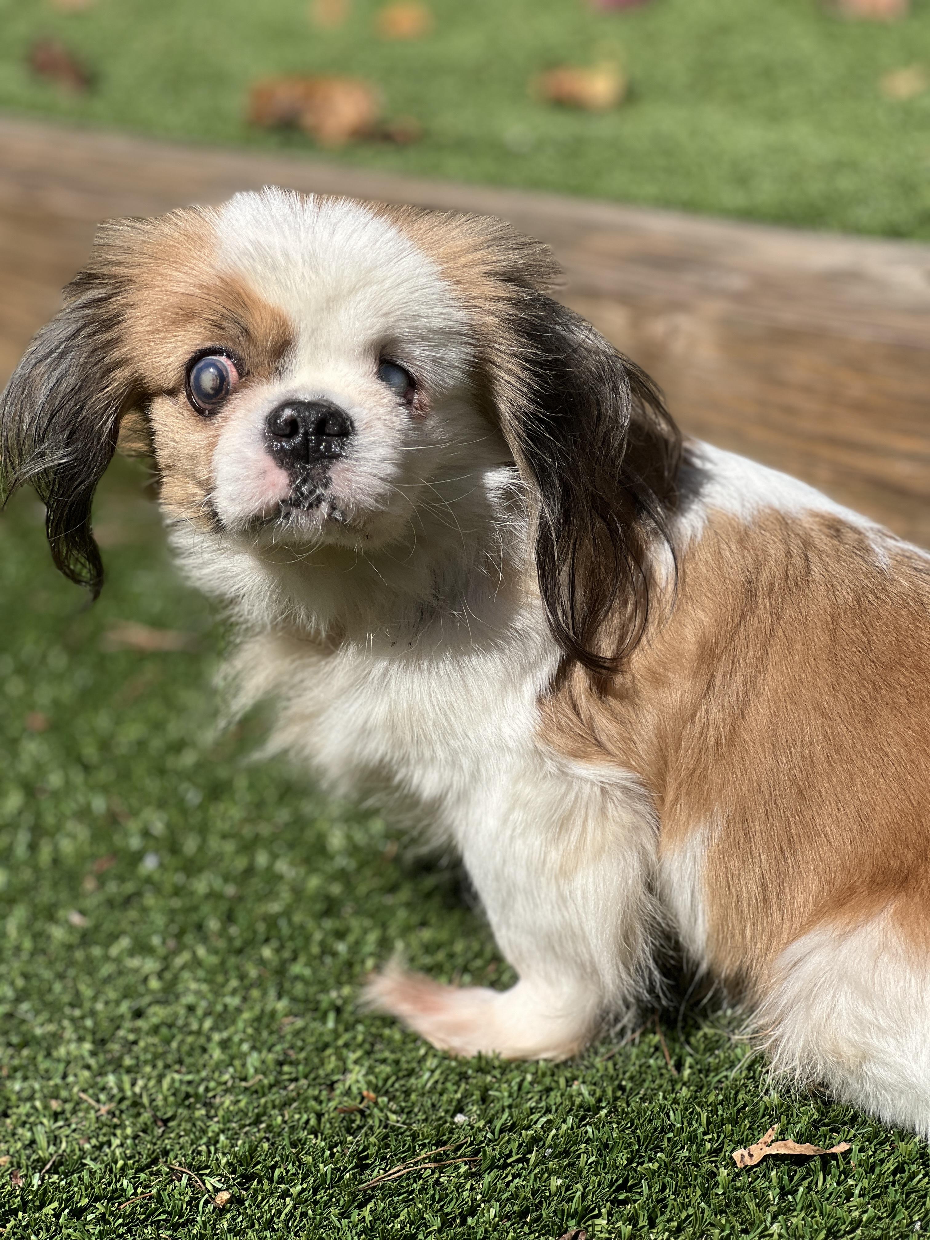 Darcy, an adoptable Shih Tzu, Pekingese in High Point, NC, 27265 | Photo Image 3