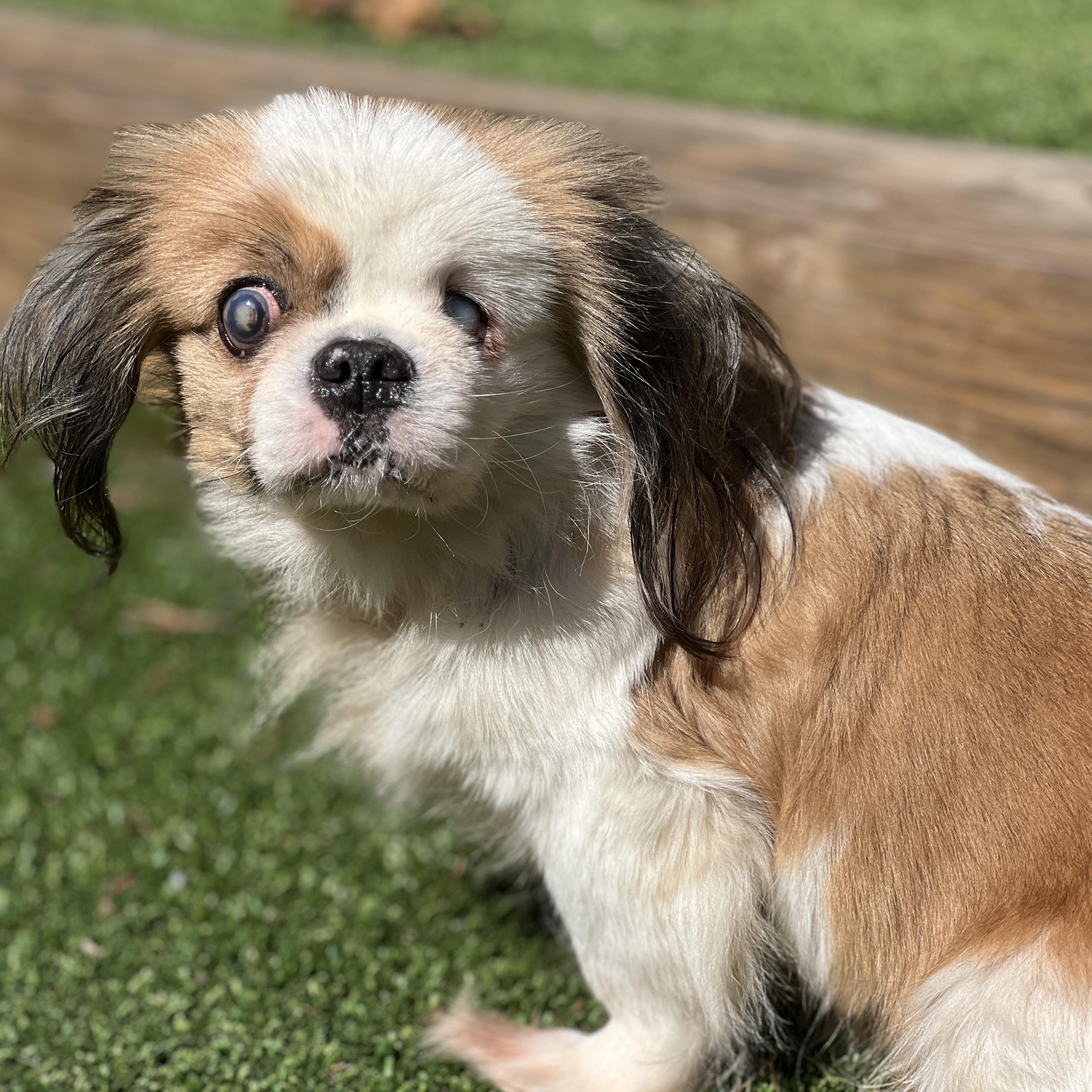 Darcy, a Adoptable mixed breed in High Point, NC image 4/6