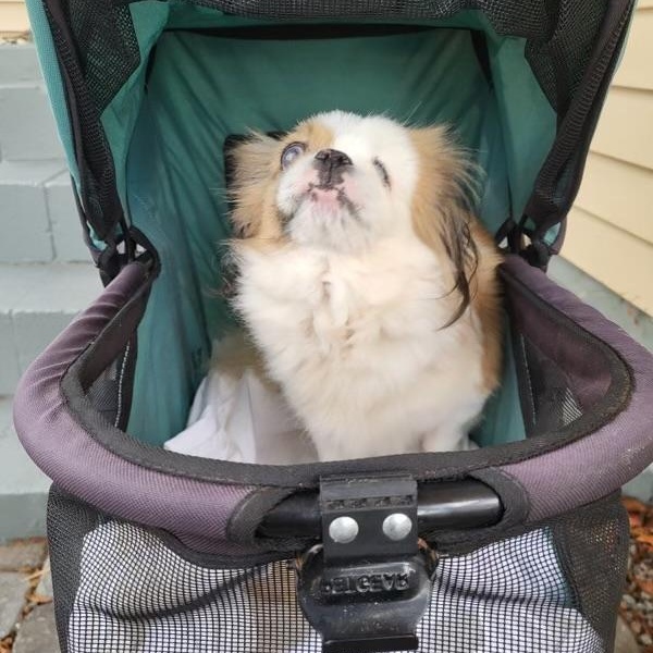 Darcy, Adoptable, Senior Female Shih Tzu & Pekingese.