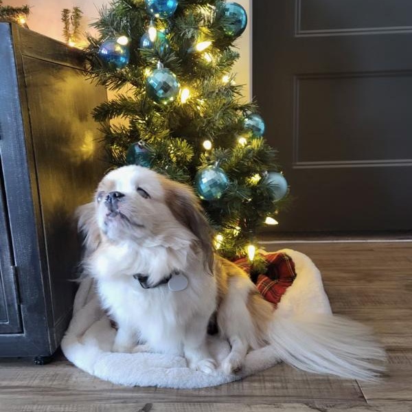 Enlarge Darcy, a Adoptable mixed breed in High Point, NC image 2/6