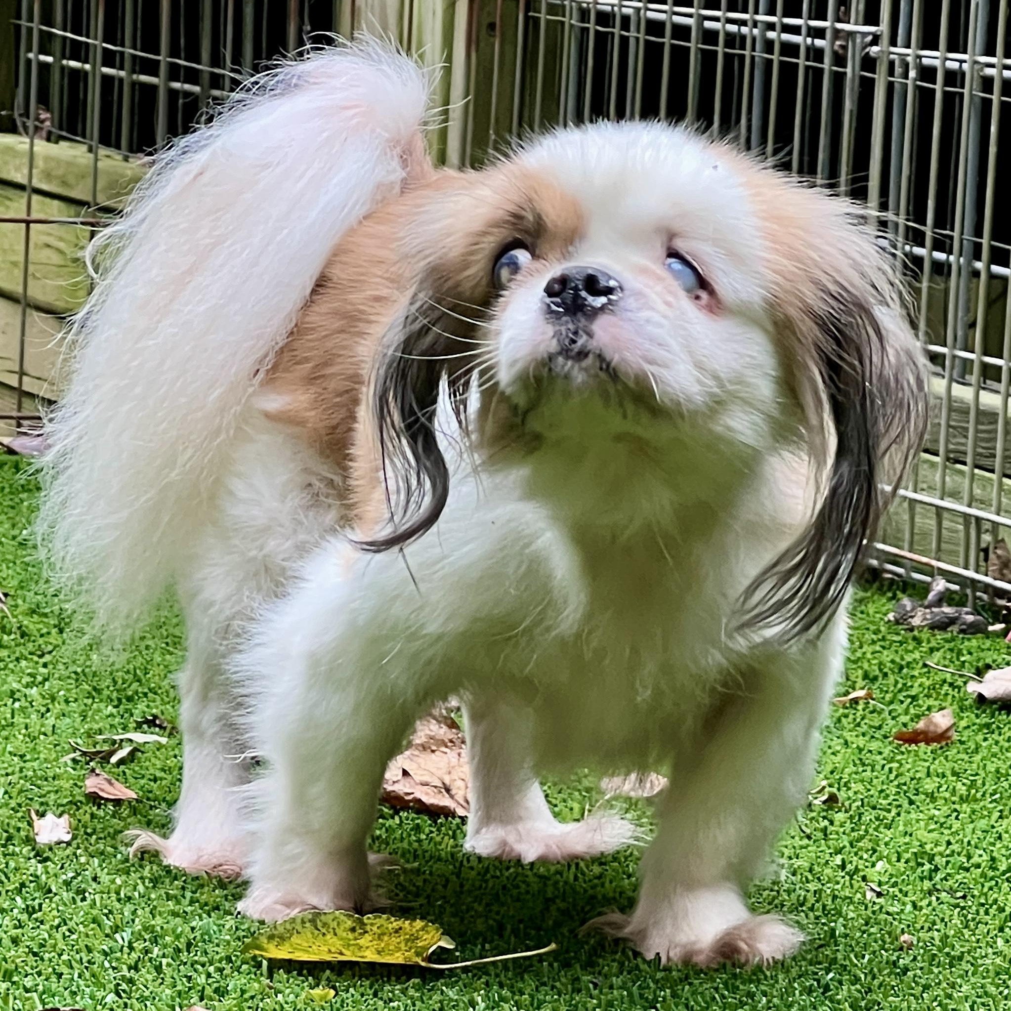 Darcy, an adoptable Shih Tzu, Pekingese in High Point, NC, 27265 | Photo Image 1