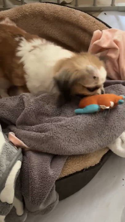 Enlarge Darcy, a Adoptable mixed breed in High Point, NC video 6/6